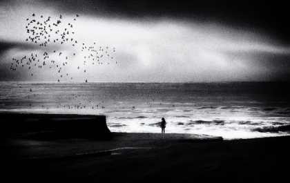 Picture of BIRDS ON THE BEACH