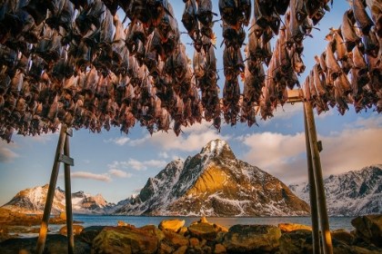 Picture of STOCKFISH IN LOFOTEN