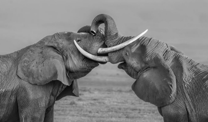 Picture of ELEPHANTS FIGHTING