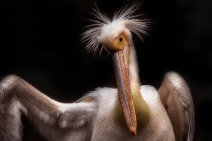 Picture of PELICANS PORTRAIT