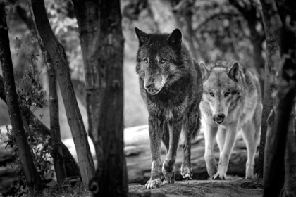 Picture of WALKING WOLVES