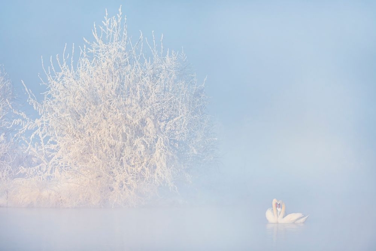 Picture of LOVE STORY IN THE WINTER