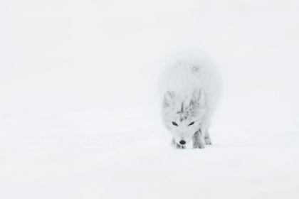 Picture of ARCTIC FOX