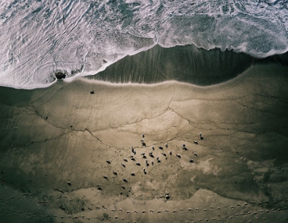 Picture of SEAGULLS AND SURF