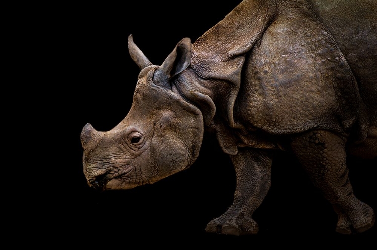 Picture of RHINOCEROS