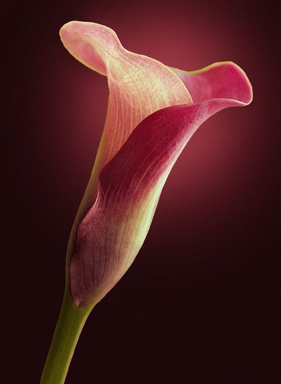 Picture of RED CALLA