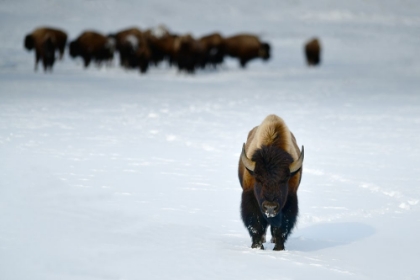 Picture of ALPHA MALE BISON