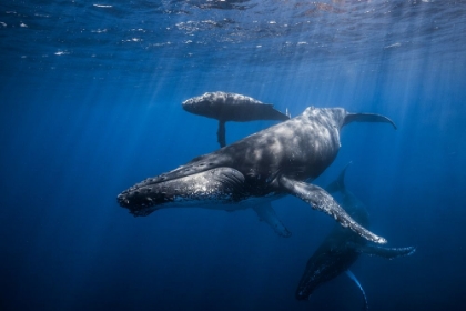 Picture of HUMPBACK WHALE FAMILY