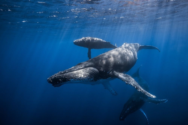 Picture of HUMPBACK WHALE FAMILY