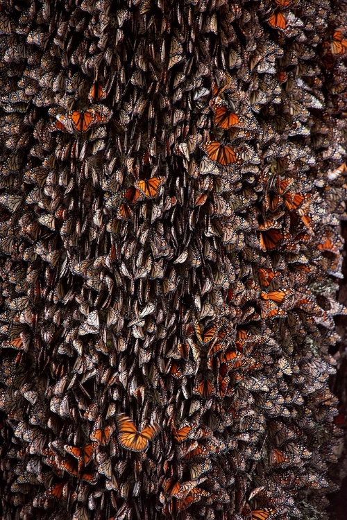 Picture of MONARCH BUTTERFLIES DURING HIBERNATION