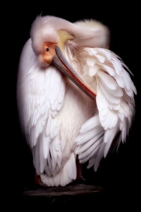 Picture of PELICANS PORTRAIT