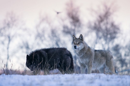 Picture of ALERT WOLVES