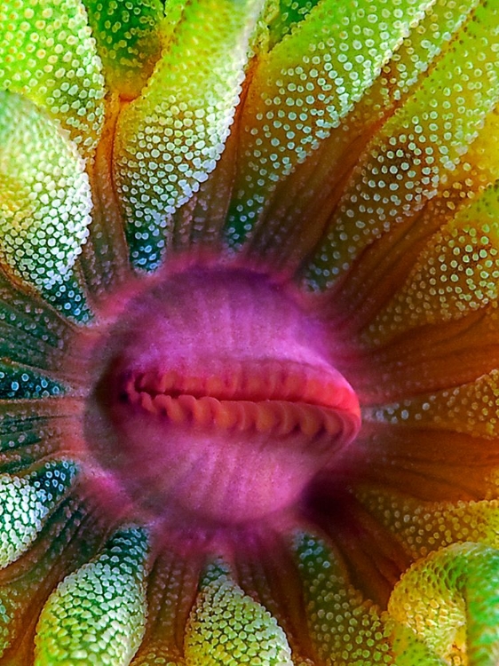 Picture of CUP CORAL PORTRAIT