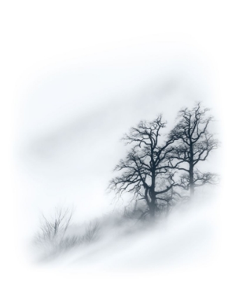 Picture of TREES IN THE MIST