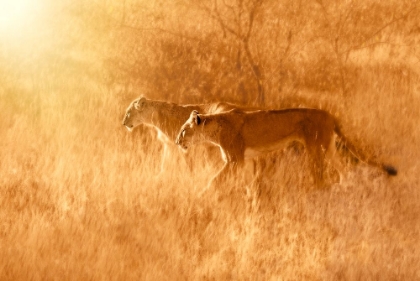 Picture of MORNING WALK