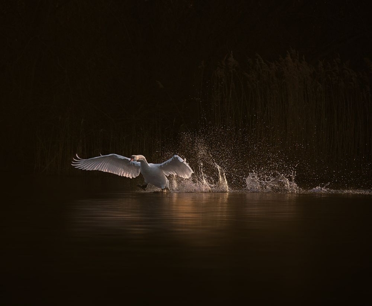 Picture of SWANS MORNING