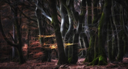 Picture of MYSTICAL SPEULDERFOREST