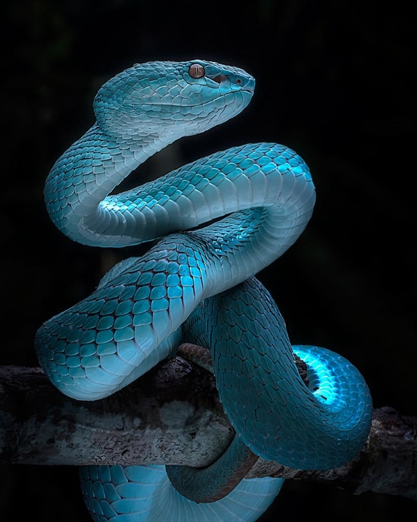 Picture of BLUE VIPER FULL AWARENESS