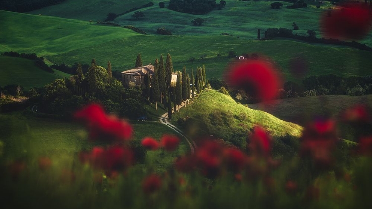 Picture of TUSCANY - SPRING BLOSSOMS