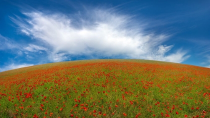 Picture of RED POPPIES