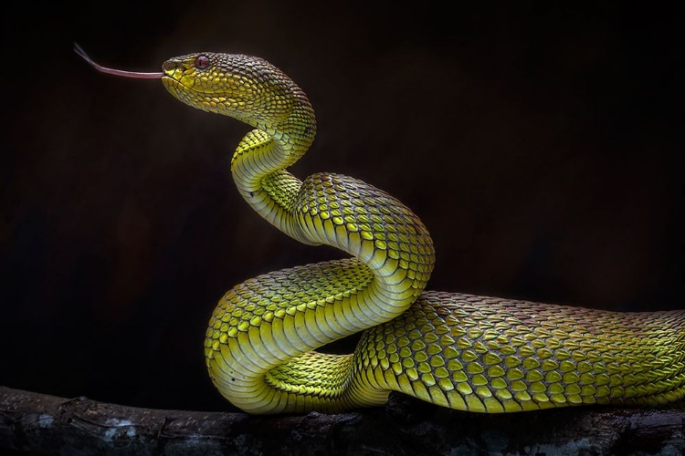 Picture of SCARY GREEN VIPER