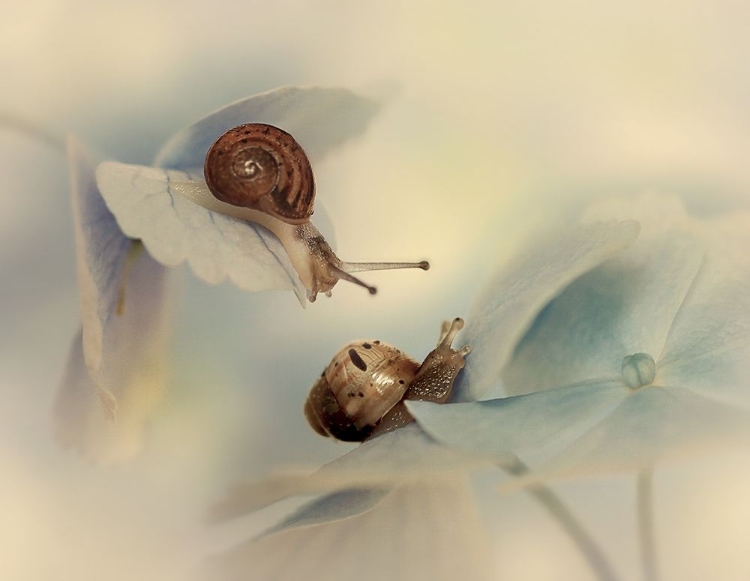 Picture of SNAILS