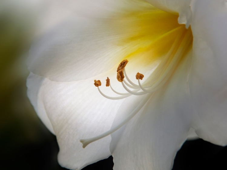 Picture of AMARYLLIS