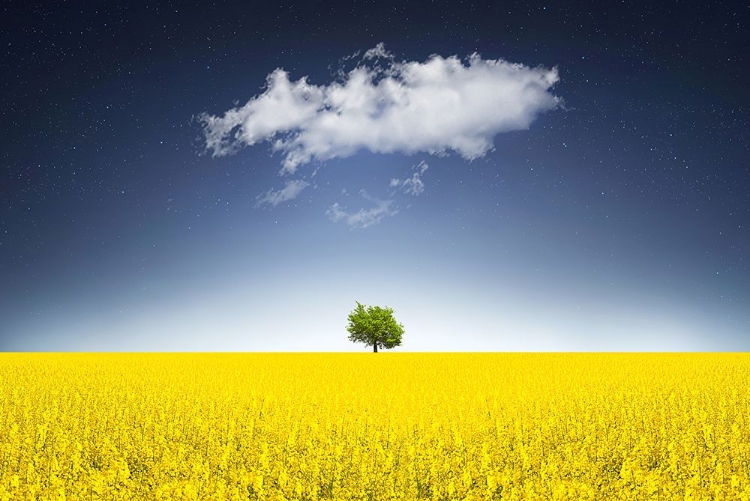 Picture of SURREAL CANOLA FIELD