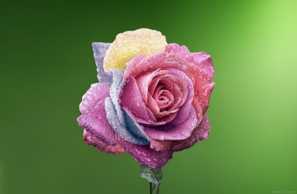 Picture of ROSE COLORFUL