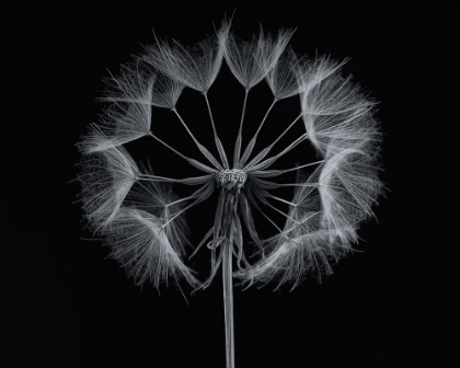 Picture of SALSIFY