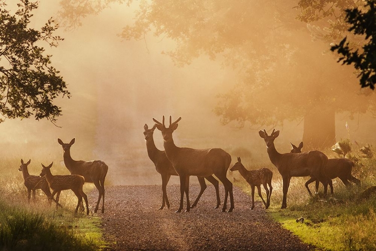 Picture of DEER ON PATH