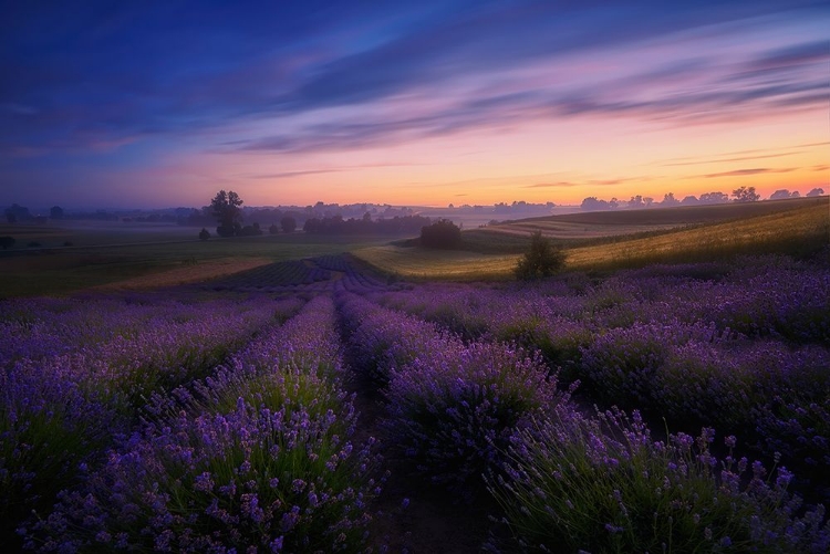 Picture of LAVENDER FIELDS