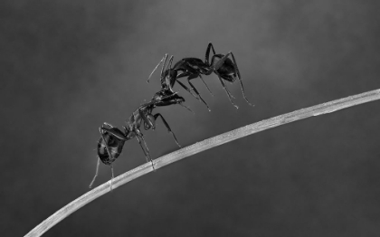 Picture of FIGHTING ANTS