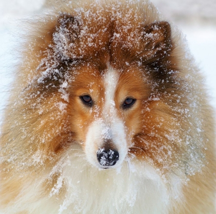 Picture of SHELTIE DOG