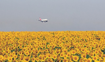 Picture of SUNFLOWERS