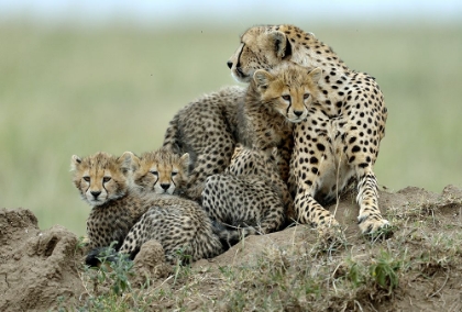 Picture of CHEETAH