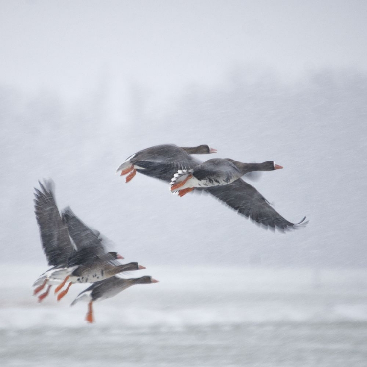 Picture of TAKE OFF!