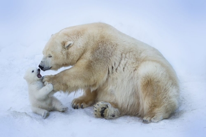 Picture of POLAR BEAR WITH MOM