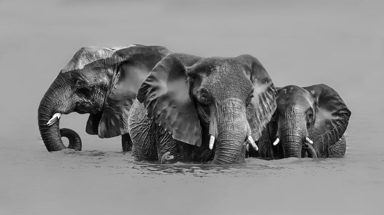 Picture of ELEPHANT CROSSING THE RIVER