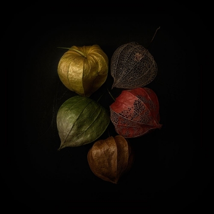 Picture of PHYSALIS