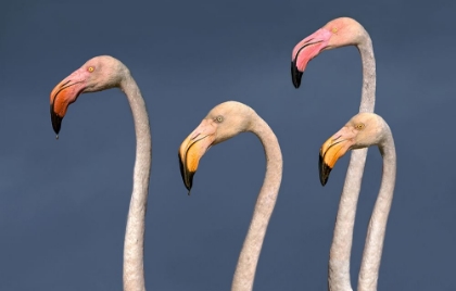 Picture of FLAMINGOS CLOSE UP