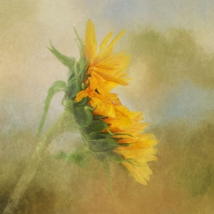 Picture of FADING SUNFLOWER