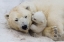 Picture of POLAR BEAR WITH MOM