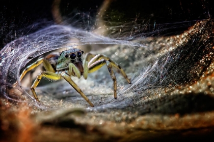 Picture of SPIDER AT THE GATE