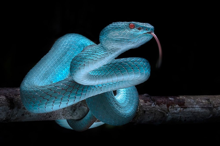 Picture of VENOMUS BLUE VIPER SNAKE