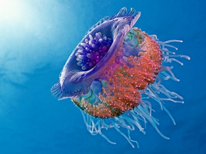 Picture of CROWN JELLYFISH