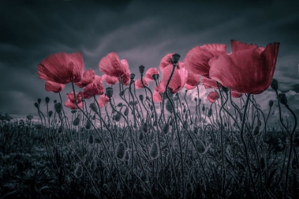 Picture of POPPIES