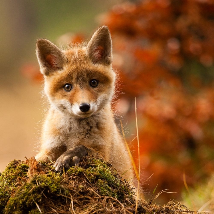 Picture of FOX