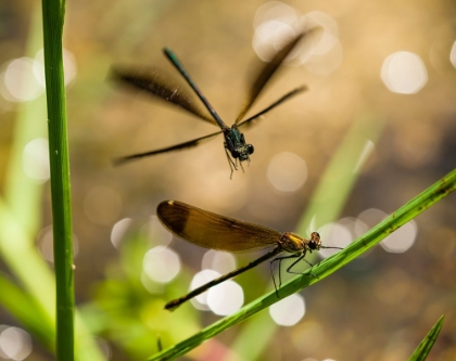 Picture of DAMSELFLY DANCE