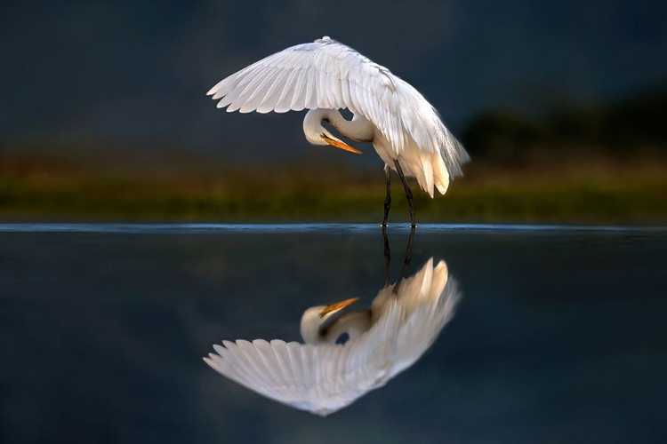 Picture of EGRET AT DUSK